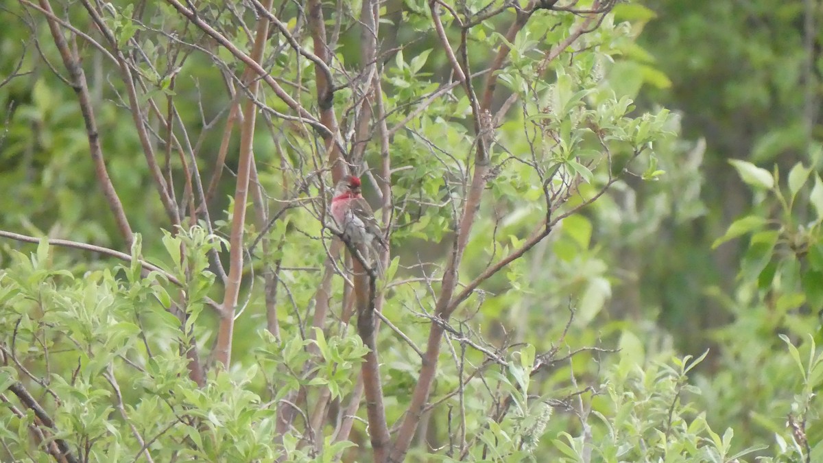 Common Redpoll - Ann Kovich