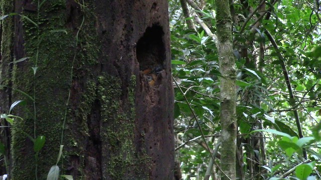 Whitehead's Trogon - ML610380056