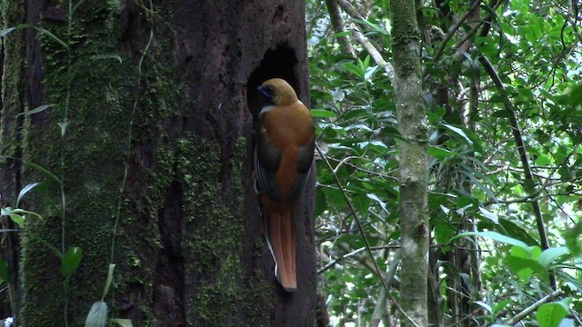 Whitehead's Trogon - ML610380057