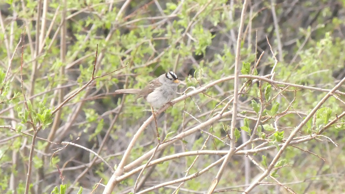 White-crowned Sparrow - ML610380061