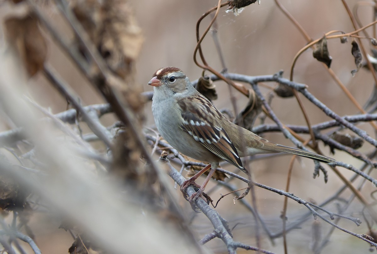 Bruant à couronne blanche - ML610380102