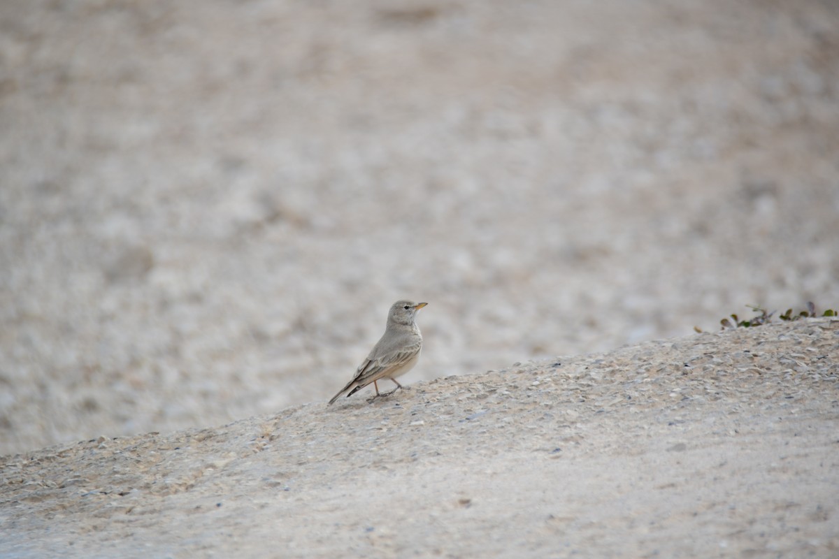 Desert Lark - ML610380122