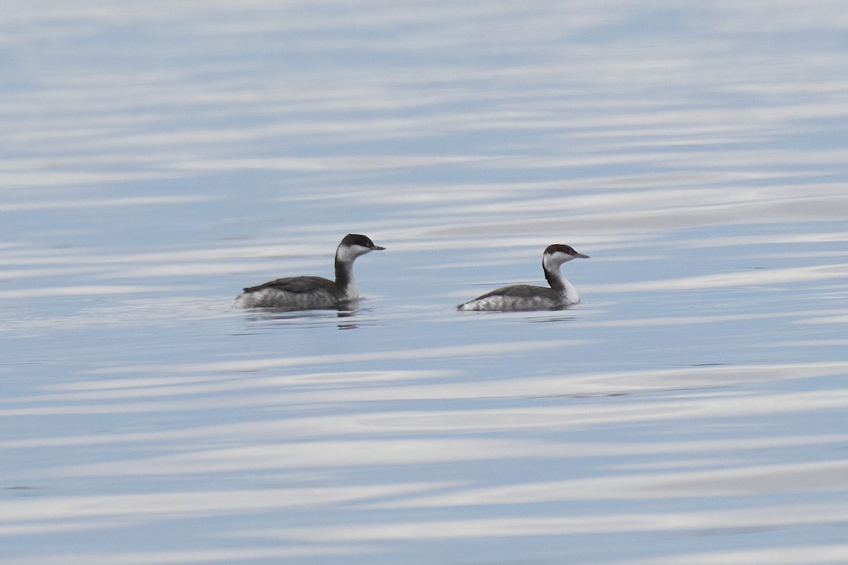 Horned Grebe - ML610380128