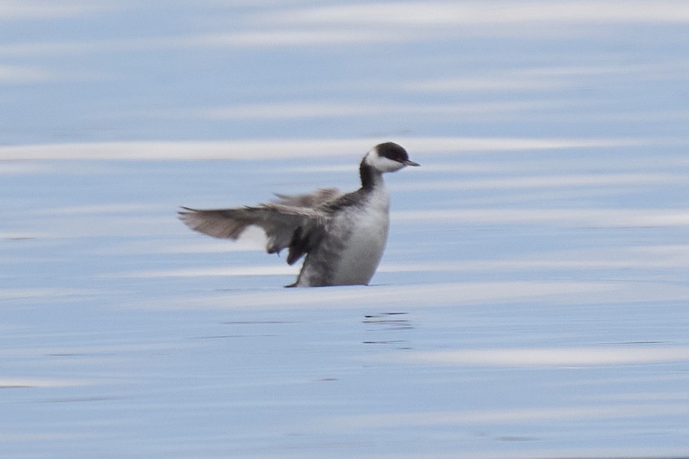 Horned Grebe - ML610380134