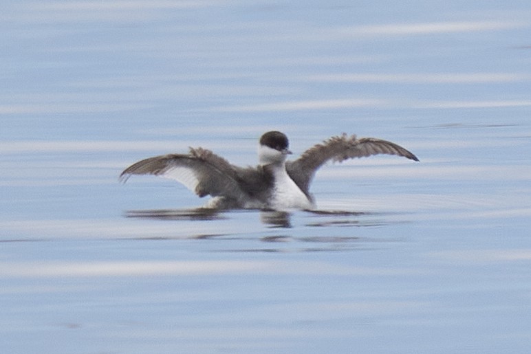 Horned Grebe - ML610380143