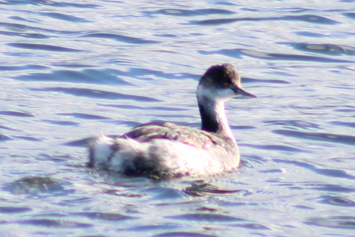 Eared Grebe - ML610380180