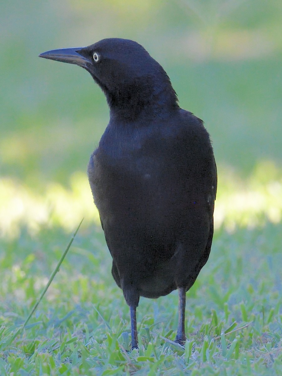 Great-tailed Grackle - ML610380208