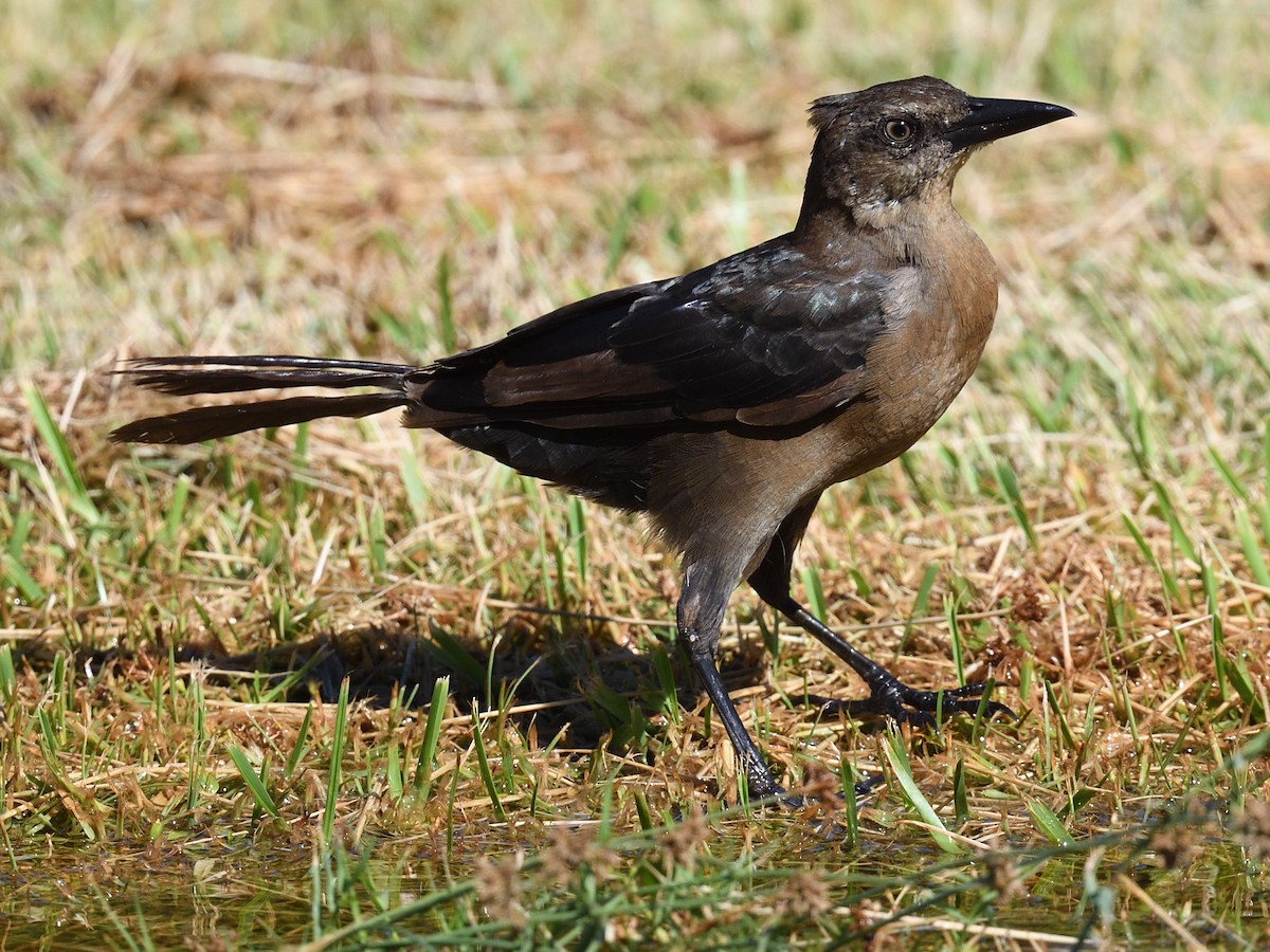 Great-tailed Grackle - ML610380209