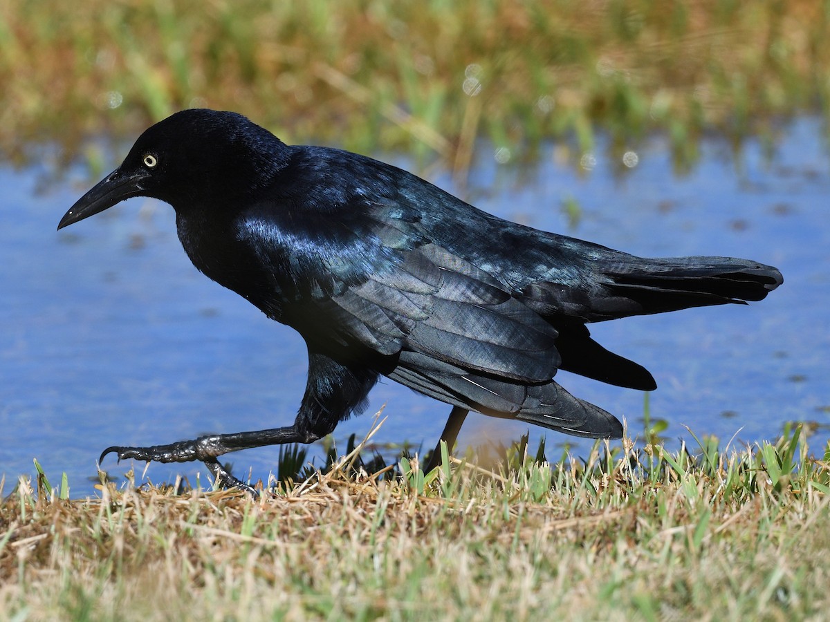 Great-tailed Grackle - ML610380210