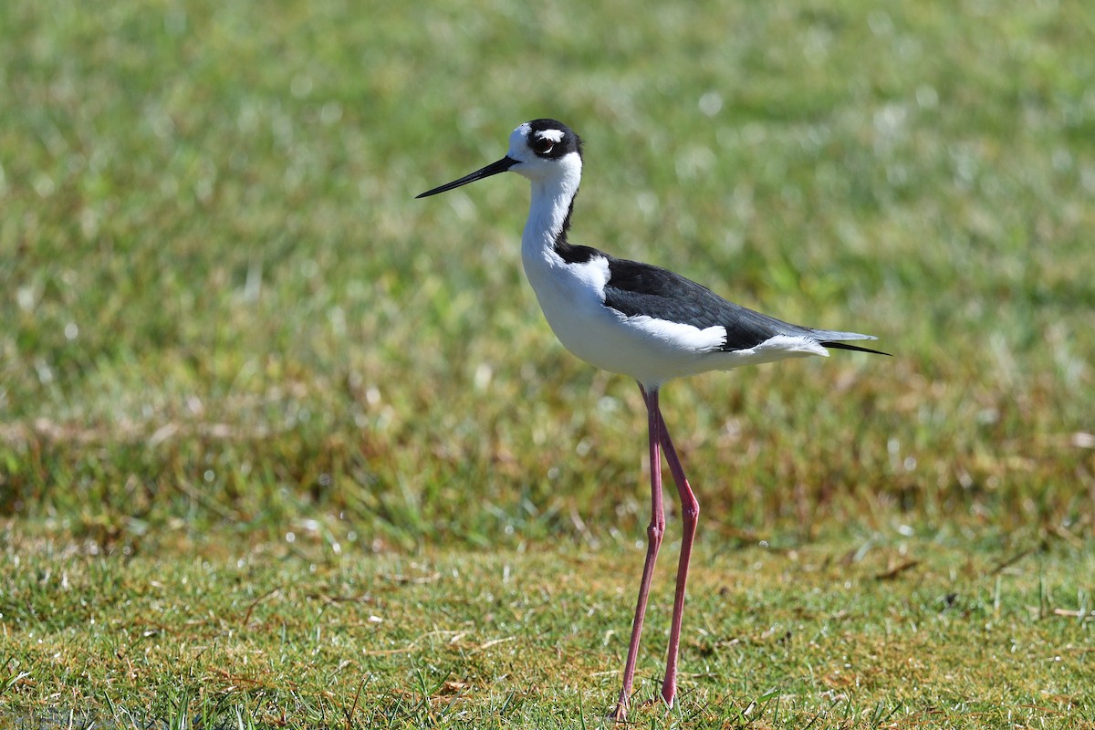 Black-necked Stilt - ML610380250