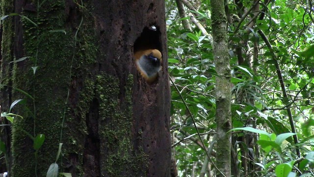 Trogón de Borneo - ML610380251