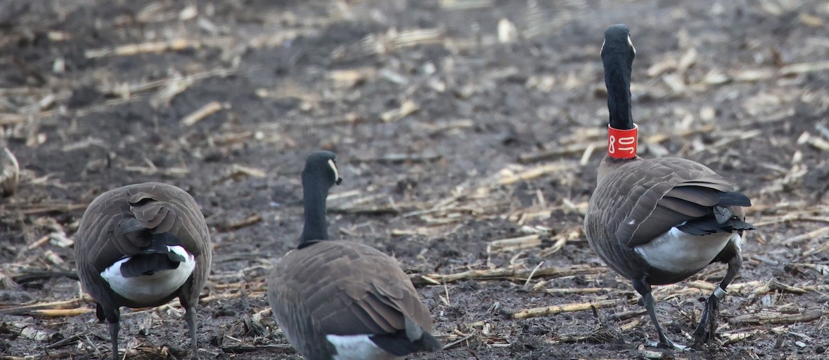 Canada Goose - ML610380307