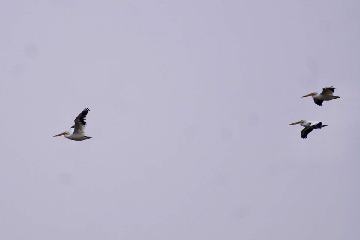 American White Pelican - ML610380356