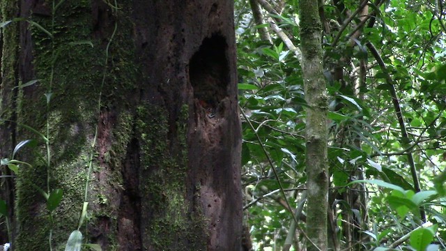 Whitehead's Trogon - ML610380397