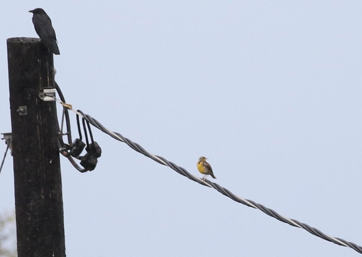 Western Meadowlark - ML610380399