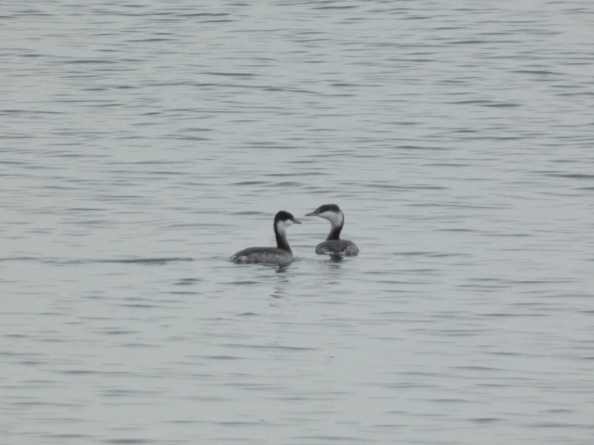 Horned Grebe - ML610380472