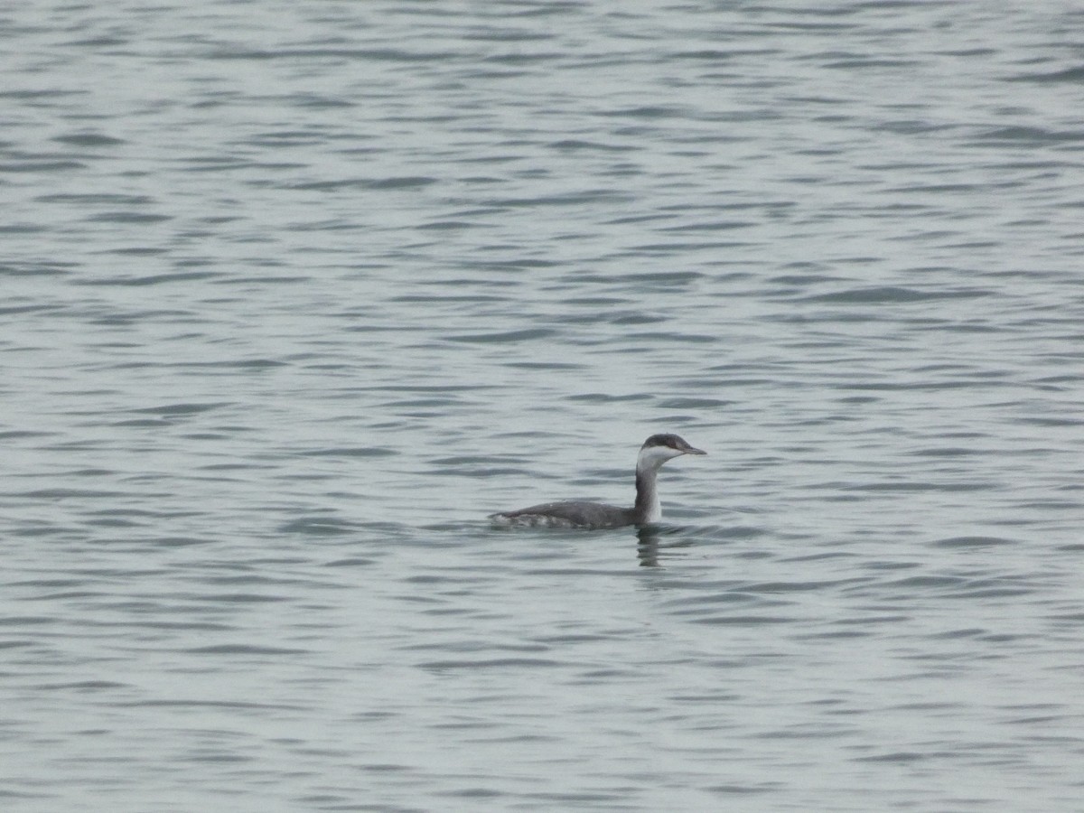 Horned Grebe - ML610380474