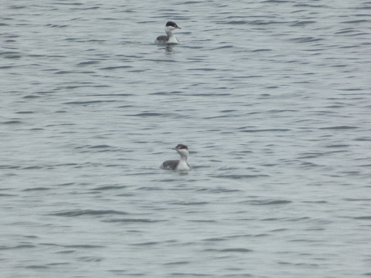 Horned Grebe - ML610380476