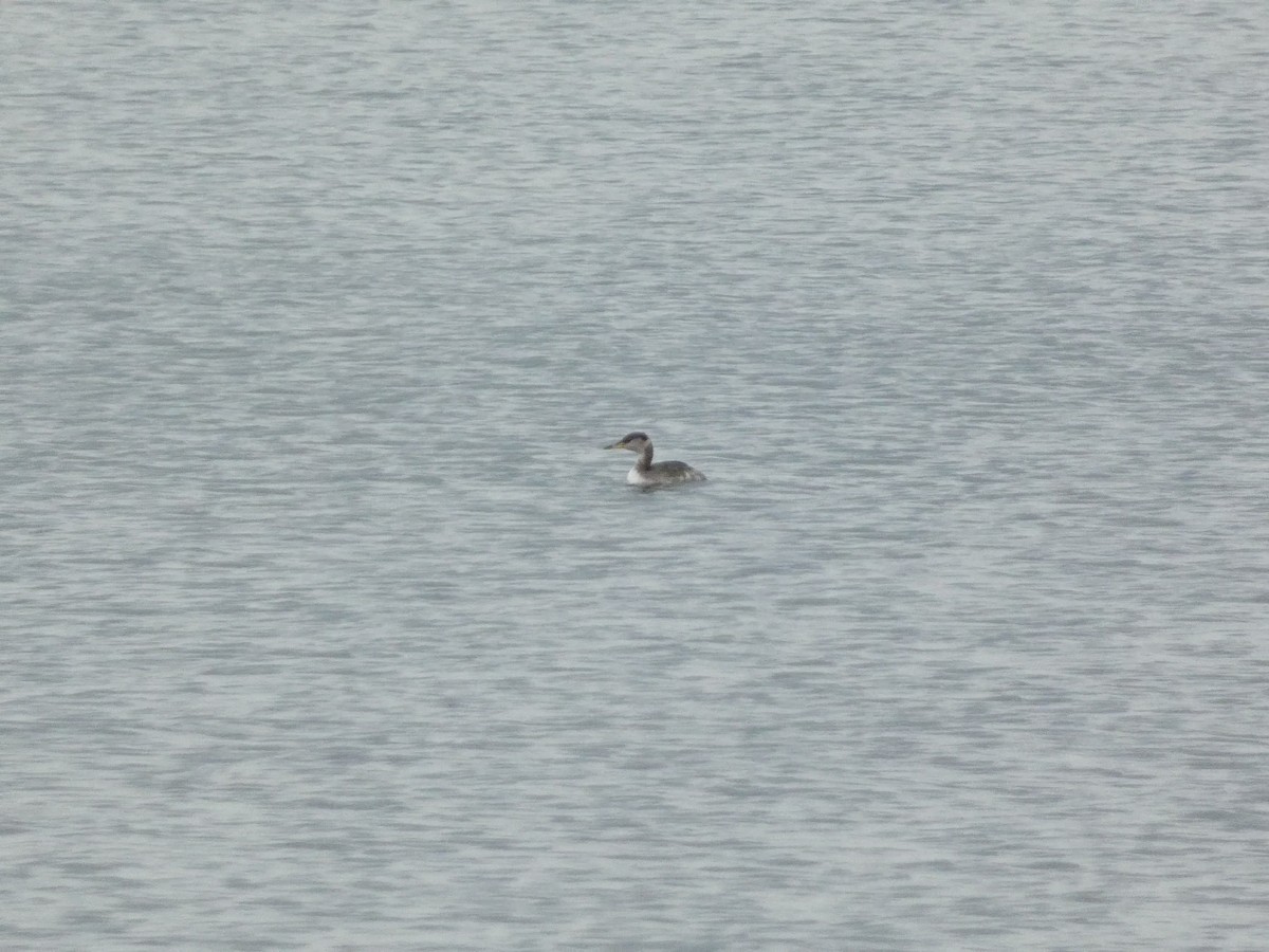 Red-necked Grebe - ML610380505