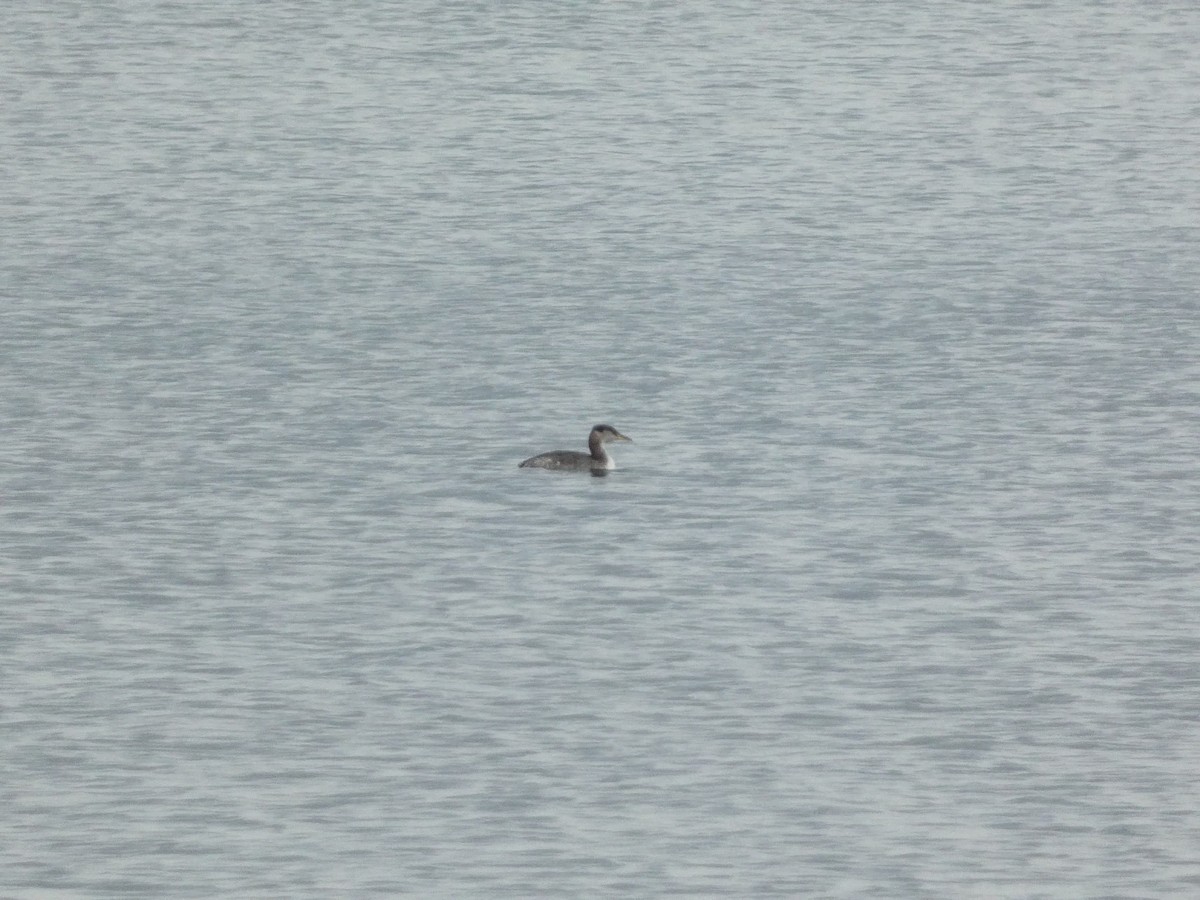 Red-necked Grebe - ML610380506