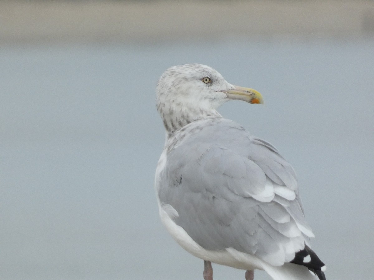 Gaviota Argéntea - ML610380523