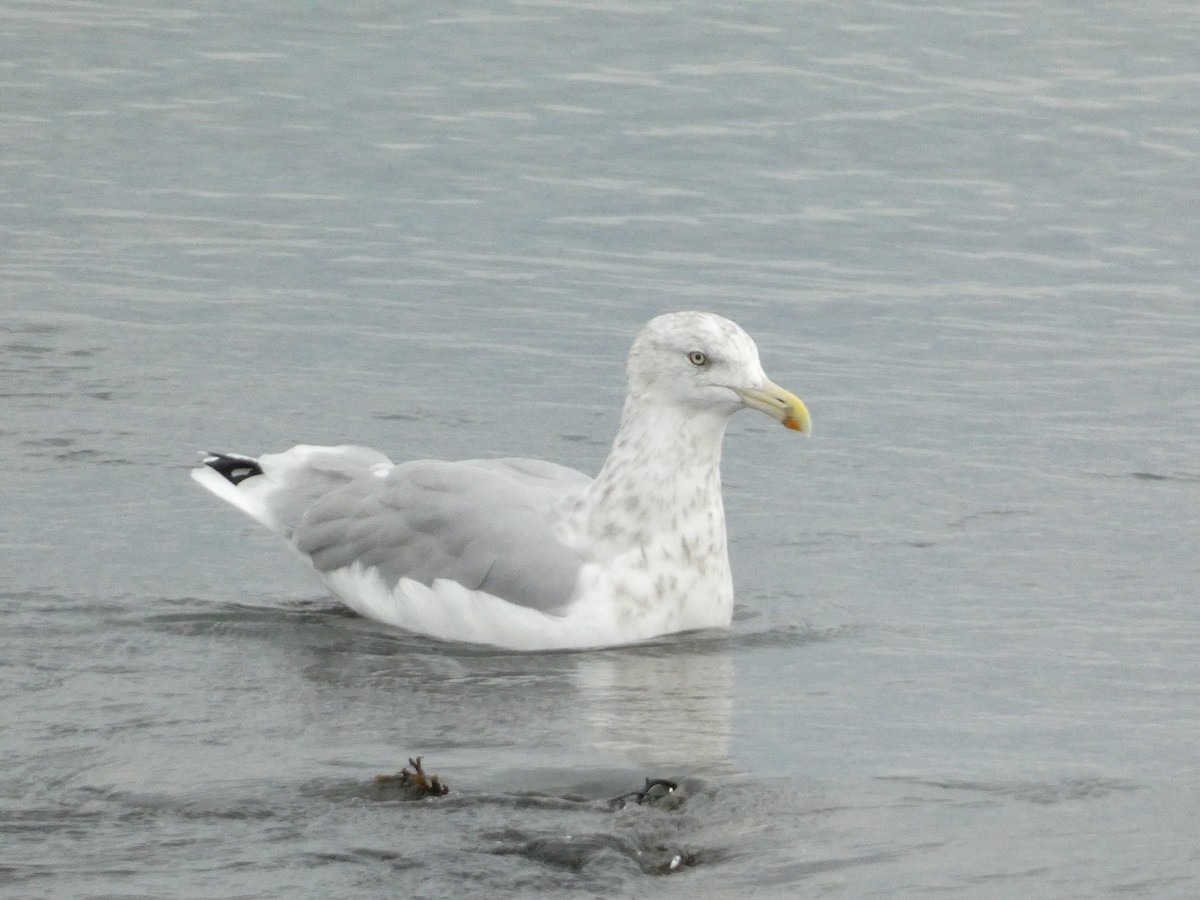 Gaviota Argéntea - ML610380524