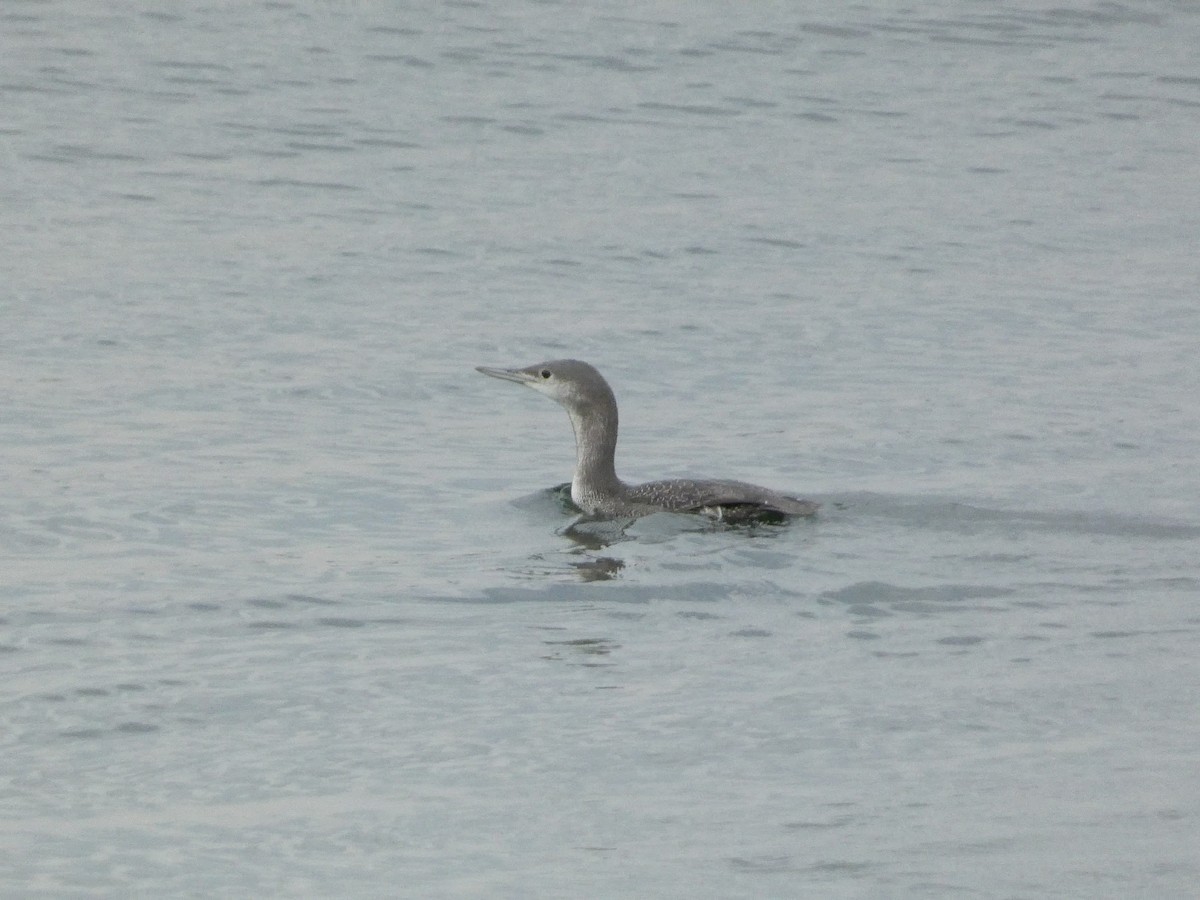 Red-throated Loon - ML610380534
