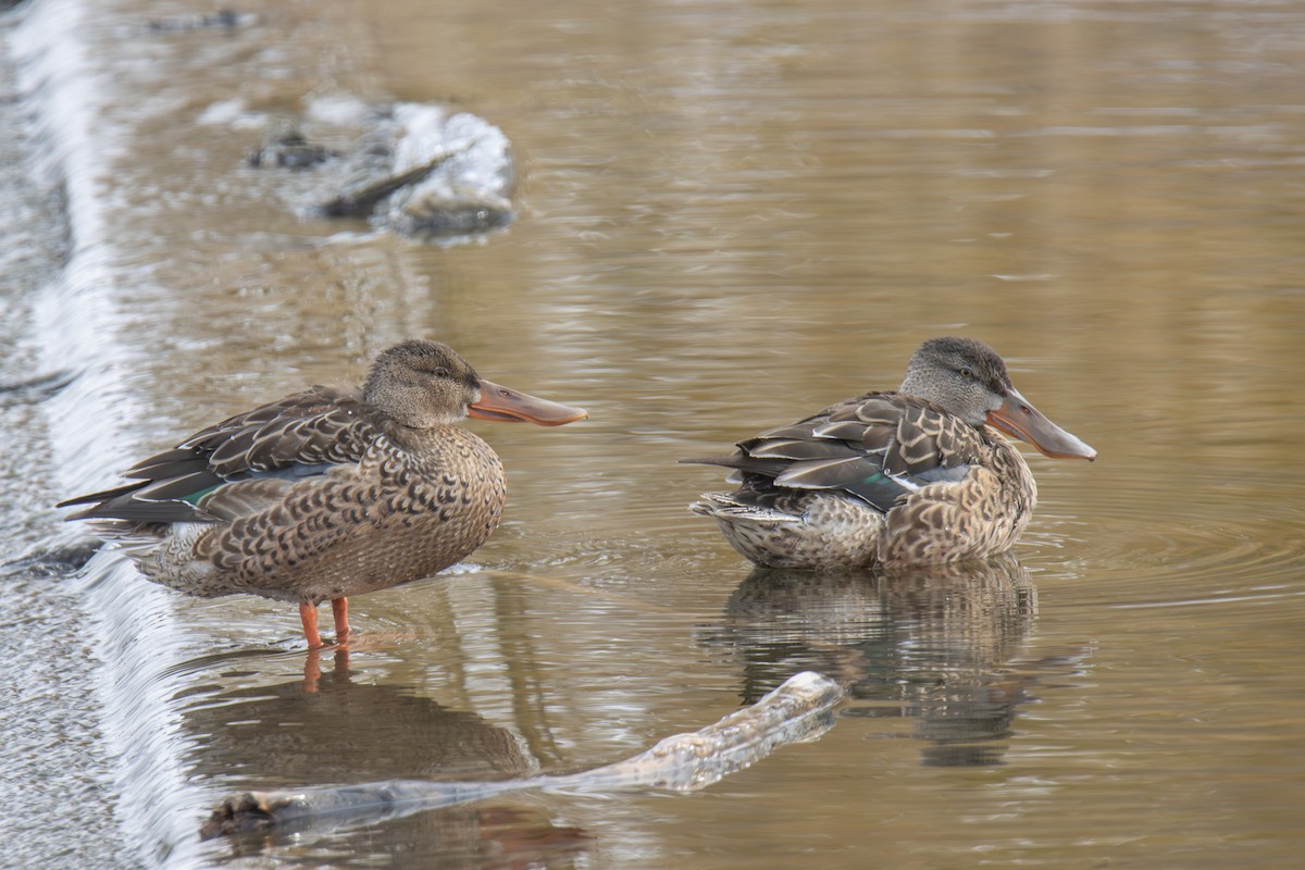 Northern Shoveler - Jordie Braun