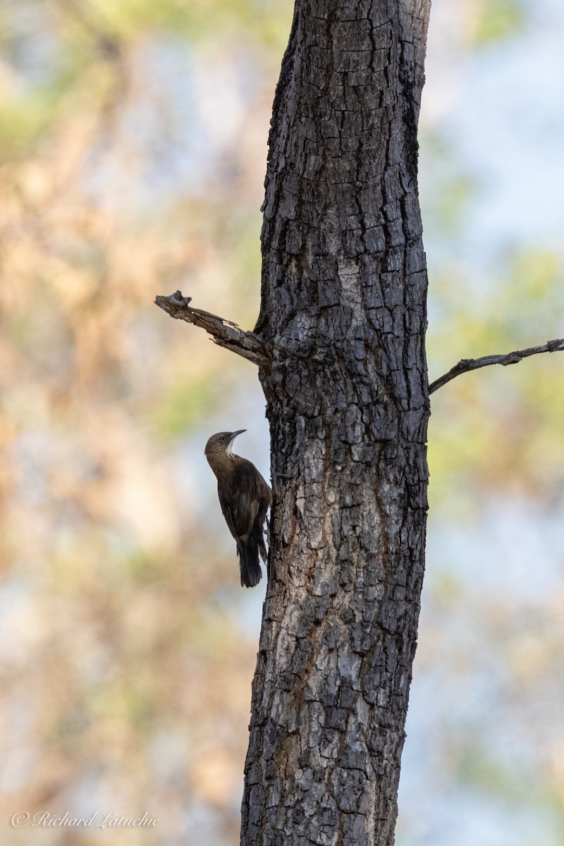 Black-tailed Treecreeper - Richard Latuchie