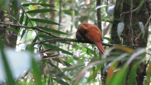 Whitehead's Trogon - ML610380726