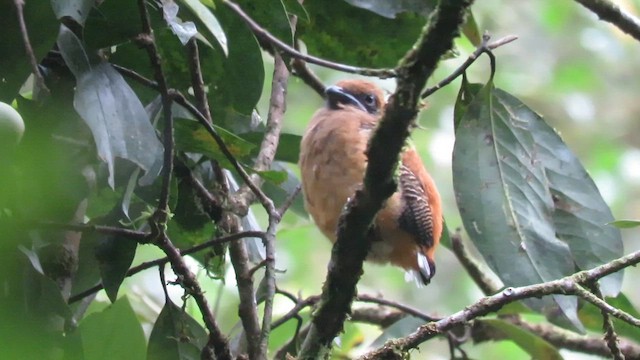 Graubrusttrogon - ML610380739