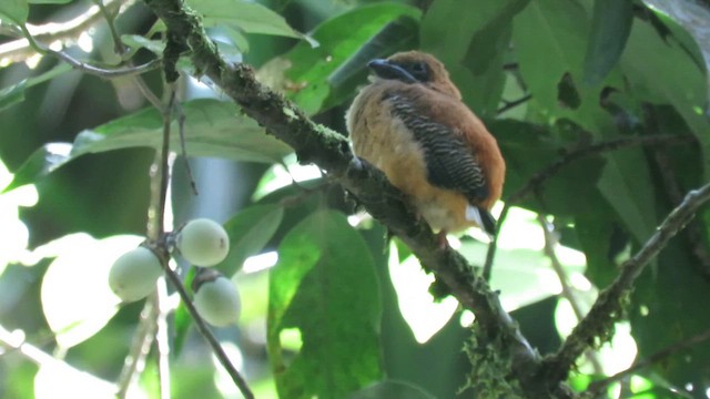 Whitehead's Trogon - ML610380740