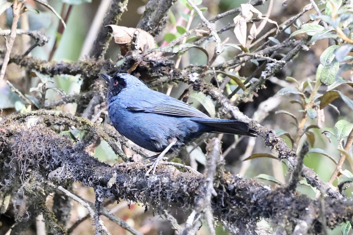 Masked Flowerpiercer - ML610380751