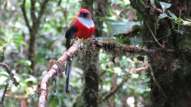 trogon šedoprsý - ML610380772