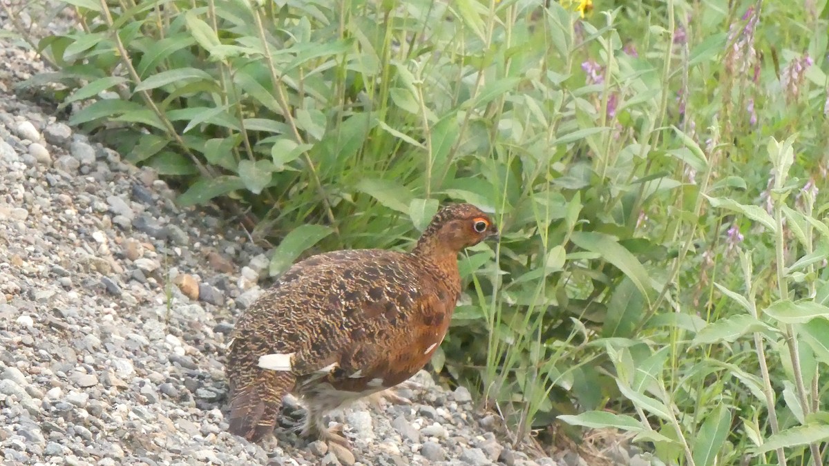 Willow Ptarmigan - ML610380775