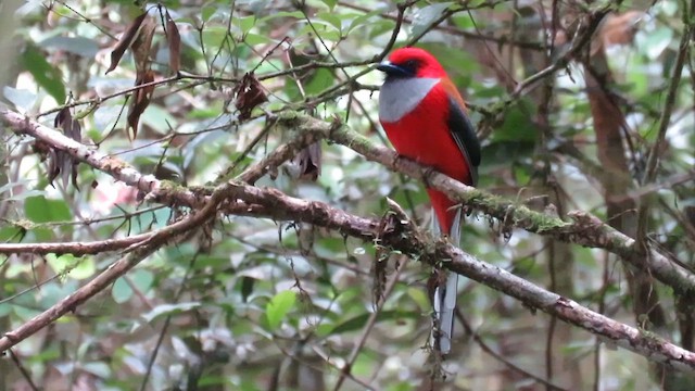 Whitehead's Trogon - ML610380786