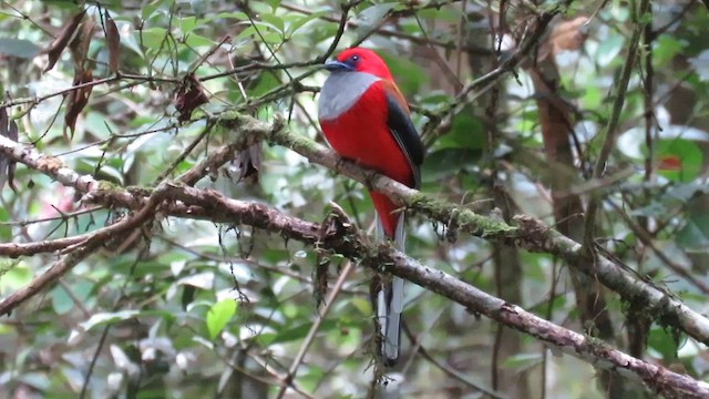 trogon šedoprsý - ML610380788