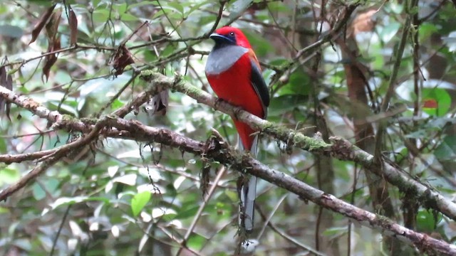 Whitehead's Trogon - ML610380789