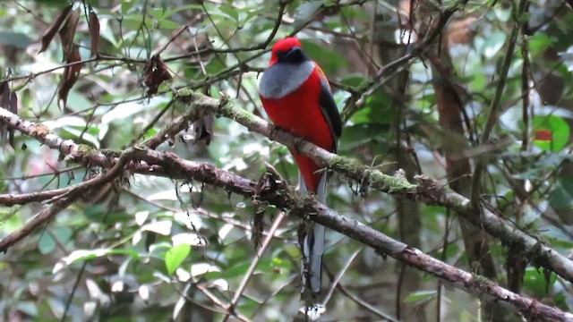 Graubrusttrogon - ML610380790