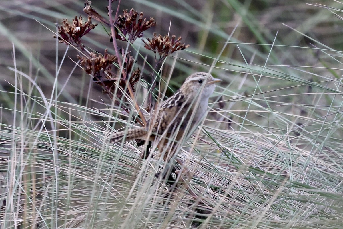 Grass Wren (Puna) - ML610380805