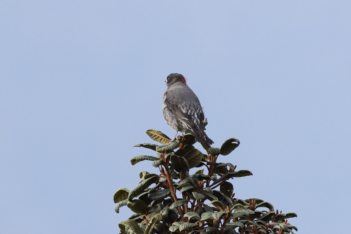 Red-crested Cotinga - ML610380898