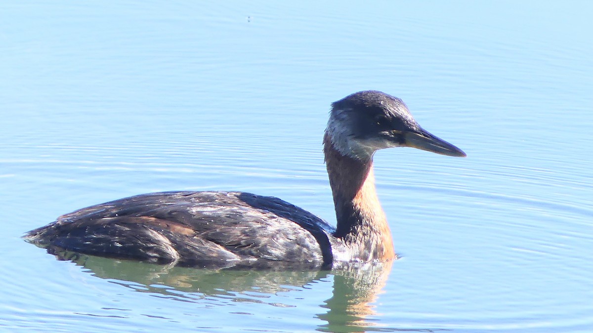 Red-necked Grebe - ML610380936