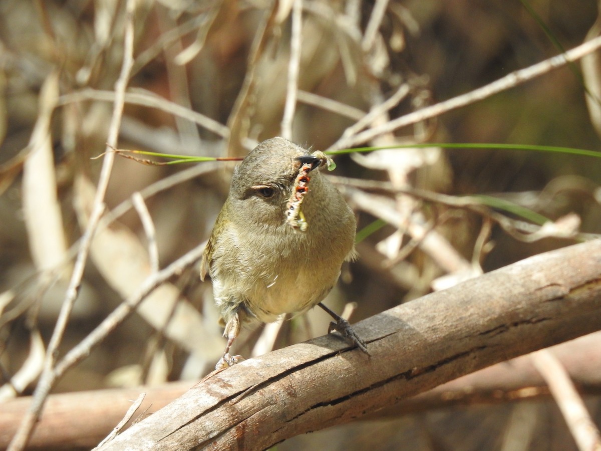 Golden Whistler (Eastern) - ML610380963