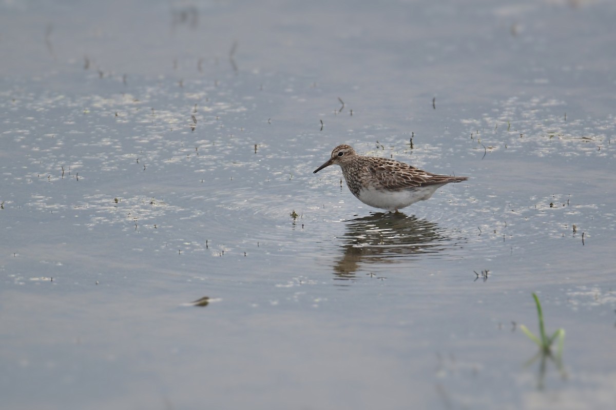 Graubrust-Strandläufer - ML610380967