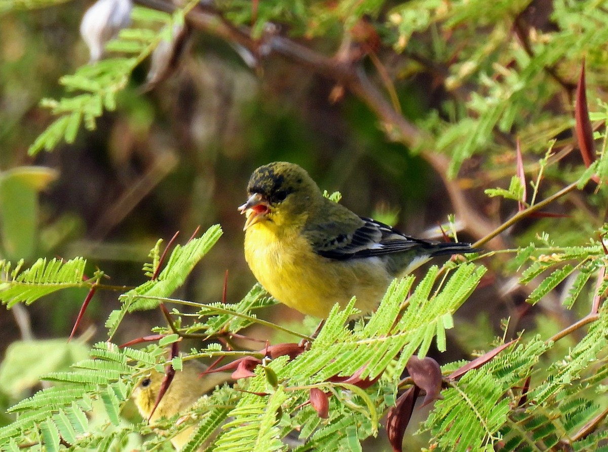 Lesser Goldfinch - Mary Tannehill