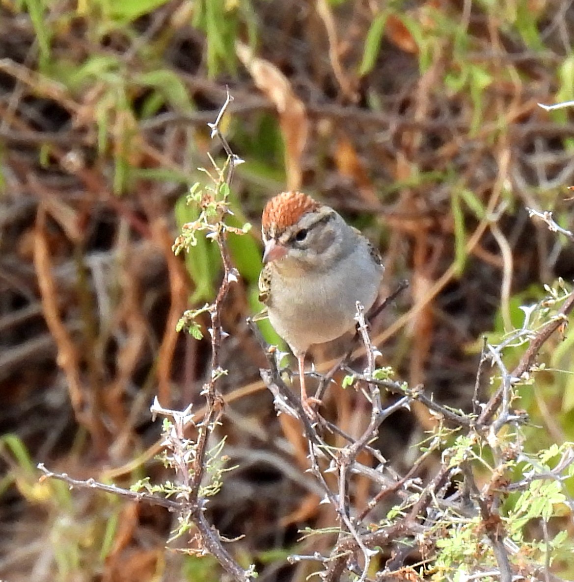 Chipping Sparrow - ML610381013