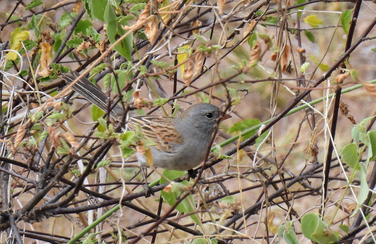 Black-chinned Sparrow - ML610381028