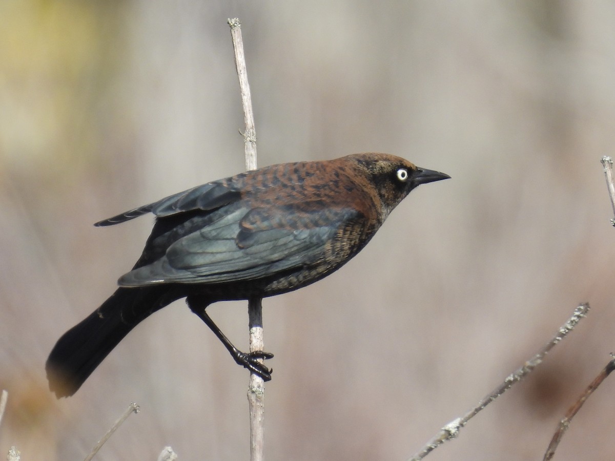 Rusty Blackbird - ML610381101