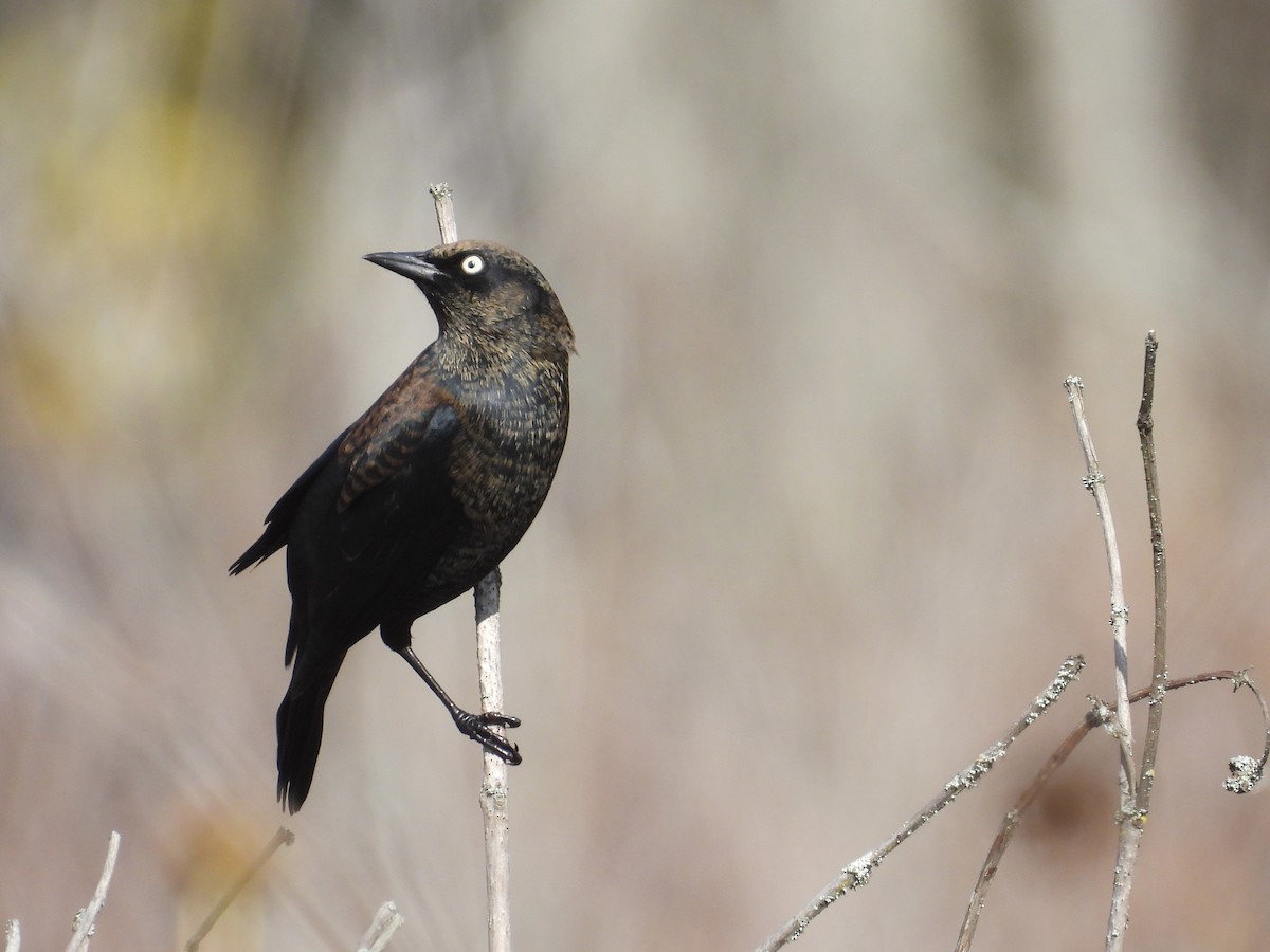 Rusty Blackbird - ML610381103