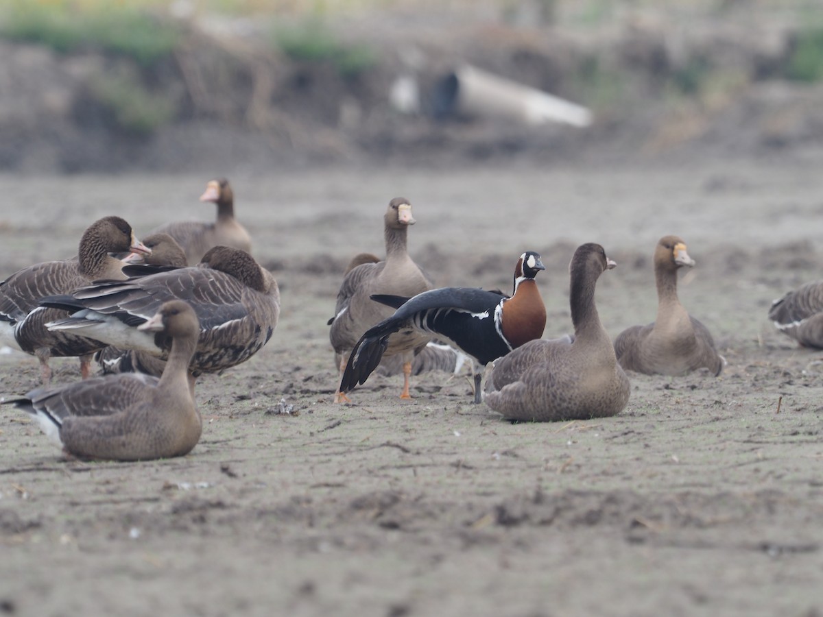 Red-breasted Goose - ML610381115